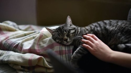 Pets Information BrendaKillion Flipboard
