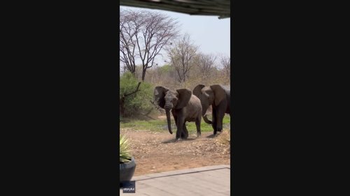 'Cheeky' Jack Russell Scares Off Approaching Elephant in Eastern Zambia