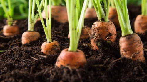 Everything you need to know about growing carrots