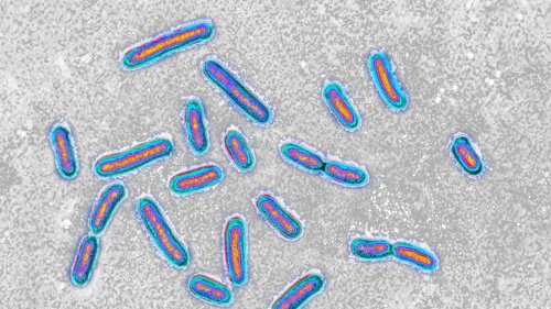 Health: Hospital superbug can feed on medical plastic in first-of-its-kind study