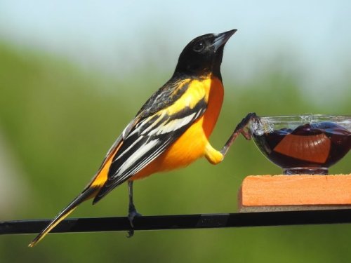 How To Attract Orioles to Your Yard 