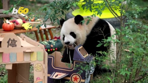 Watch These Adorable Pandas Celebrate Their Birthdays