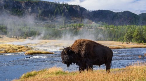Spot incredible wildlife at these national park across the US
