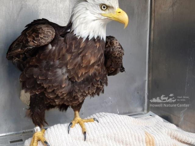 Fallen eagle discovered with talons in deer skull—photos shock outdoor community