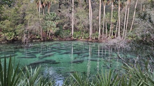 Record-Breaking Manatee Gathering in Florida Lagoon (932 manatees)