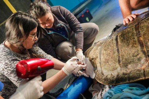 Wounded sea turtle healed with 3-D printing