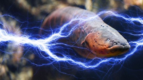 No One Knows Where Eels Come From