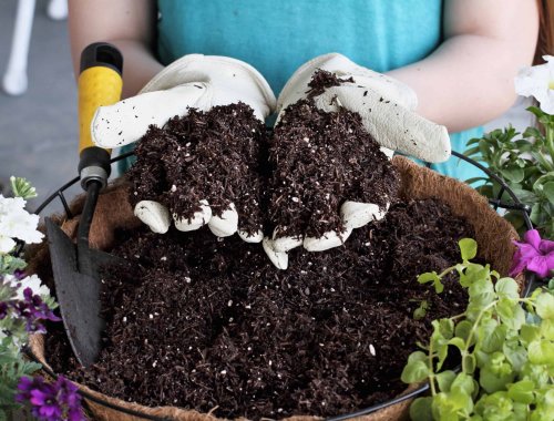 CAN YOU USE MOLDY POTTING SOIL?