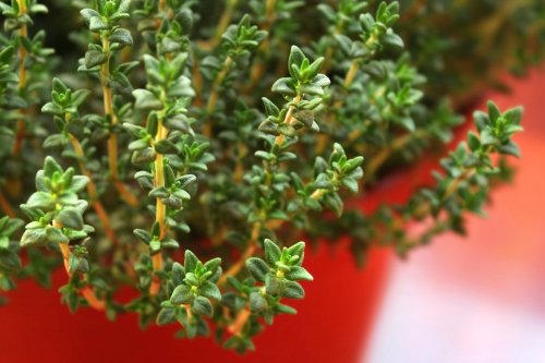 Indoor Plants That Can Heal You