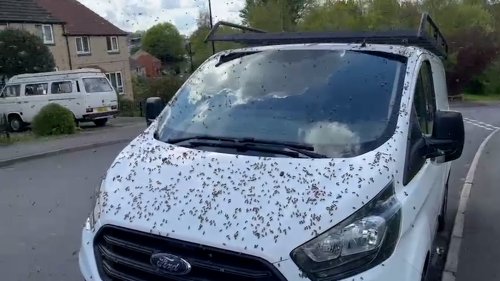 Pub goers rush for cover as a swarm of 3000 bees interrupt their pints