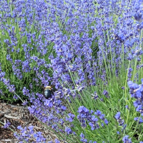 How to Plant, Grow, and Harvest Lavender & Ways To Use It