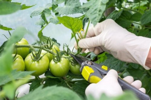 Pruning Tomato Plants: 6 Mistakes Most First-Time Growers Make