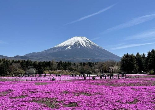 Japan's Gorgeous Flowers Have Us Craving Spring
