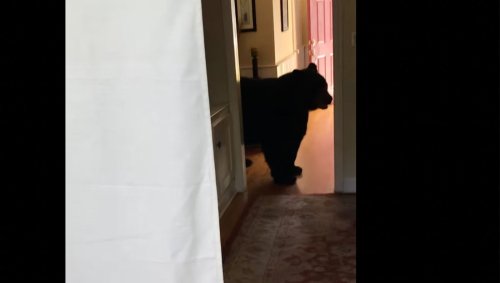 Watch a huge black bear raid a Connecticut couple's kitchen