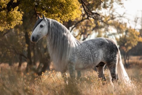 13 Most Popular Horse Breeds in America