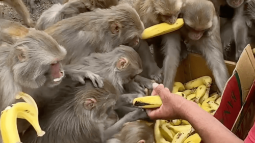 Watch these monkeys go bananas for their favorite fruit