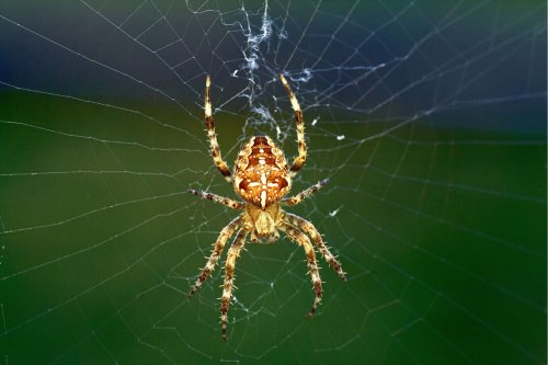 Interesting Facts about Spiders Most People Don't Know