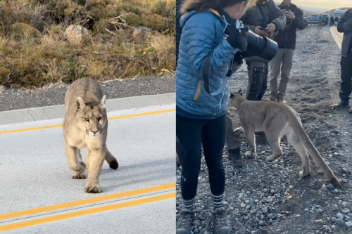 Watch this beautiful puma just casually stroll through a group of friends