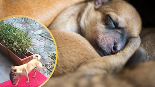 Distraught Mother Dog Carries Her Near Dying Newly Born Pup to Vet Herself 