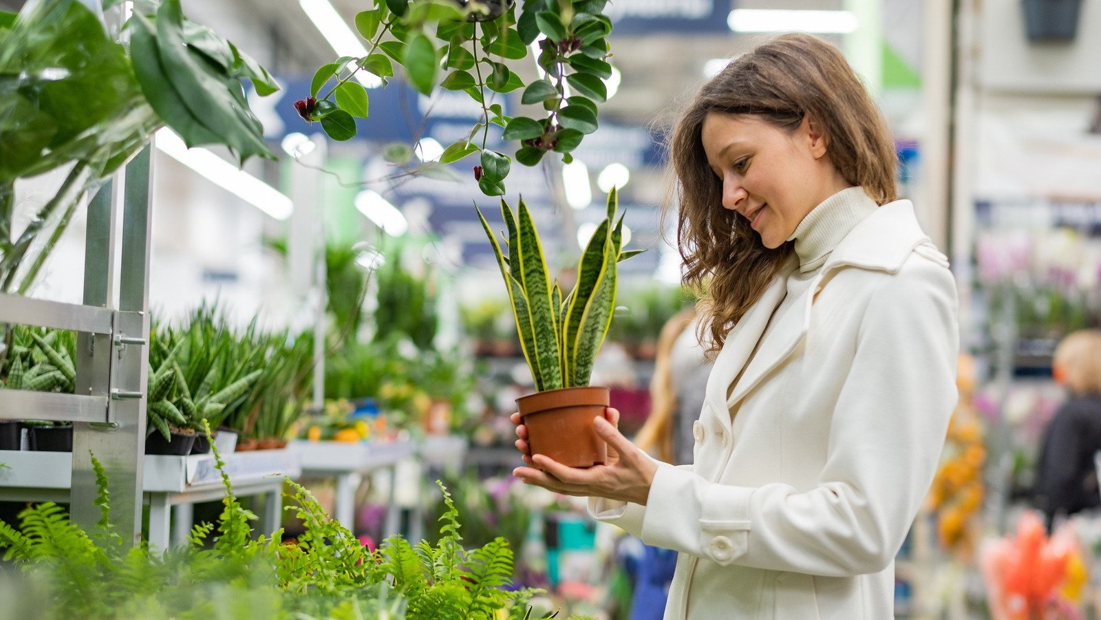 The Unexpected Houseplant Trend Taking Over 2022