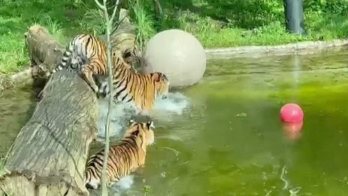 Watch These Critically Endangered Tiger Cubs Go Swimming for the First Time