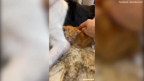 Dog who feared cats finds 'her true calling' and now acts as surrogate mother for fostered KITTENS