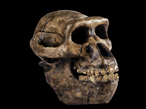 Revealing the Surprisingly Complex Evolution of Early Human Species