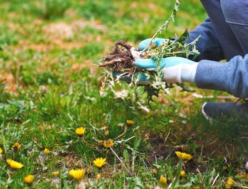6 REASONS YOU CAN’T KILL WEEDS IN YOUR LAWN