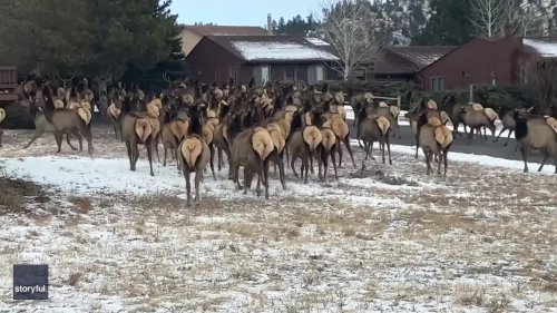 'What the Elk?' Large Herd Stops Traffic in Colorado