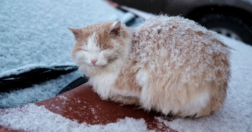 🐕 Précieux conseils pour protéger vos animaux de compagnie de l'hiver