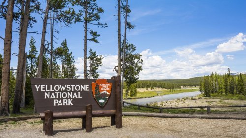 Catch a glimpse of stunning wildlife at these national parks 