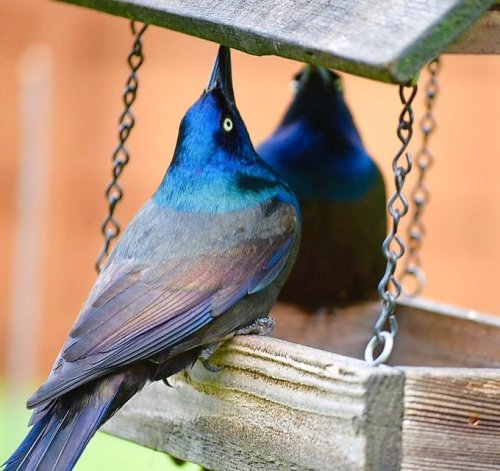 How to Get Rid of Blackbirds and Grackles at Feeders