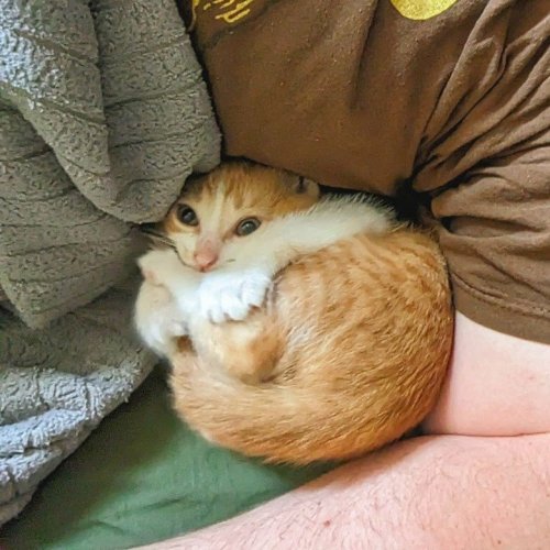 Cat Photos That Are Paw-Sitively Hilarious