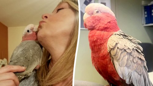 A lost pet parrot spooked by seagulls turns up 20 miles away from home