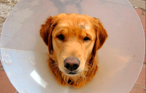 Is dog insurance really necessary? 