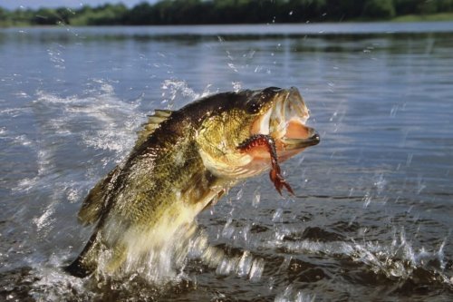 Magazine - FLY FISHING
