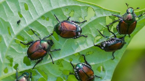 Garden pest problem? Restore calm in your backyard with our expert tips
