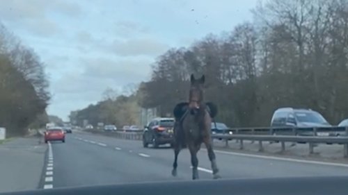 This Horse Was Seen Galloping Down an Expressway in the Wrong Direction