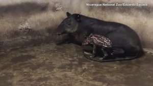 These Baby Tapirs Are Simply Adorable