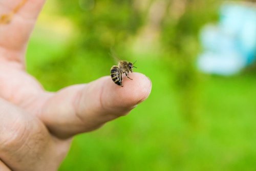 How to Care for Bee, Wasp, and Hornet Stings