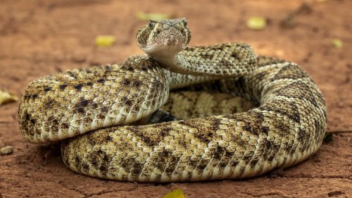 If You Run Into A Rattlesnake While Hiking, This Is What You Need To Do