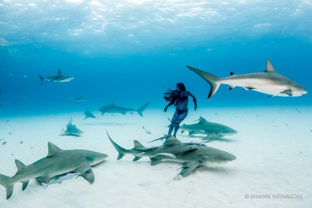 Sharks! Photographing These Very Misunderstood Creatures