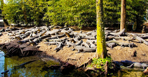 13 Islands Where Humans Are Forbidden (12 We’re Too Afraid To Visit Anyway)