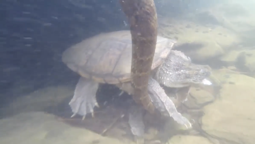 Watch a snapping turtle brutally take down a water snake