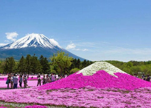 In Japan, The Floor Comes Alive in Pink Each Spring