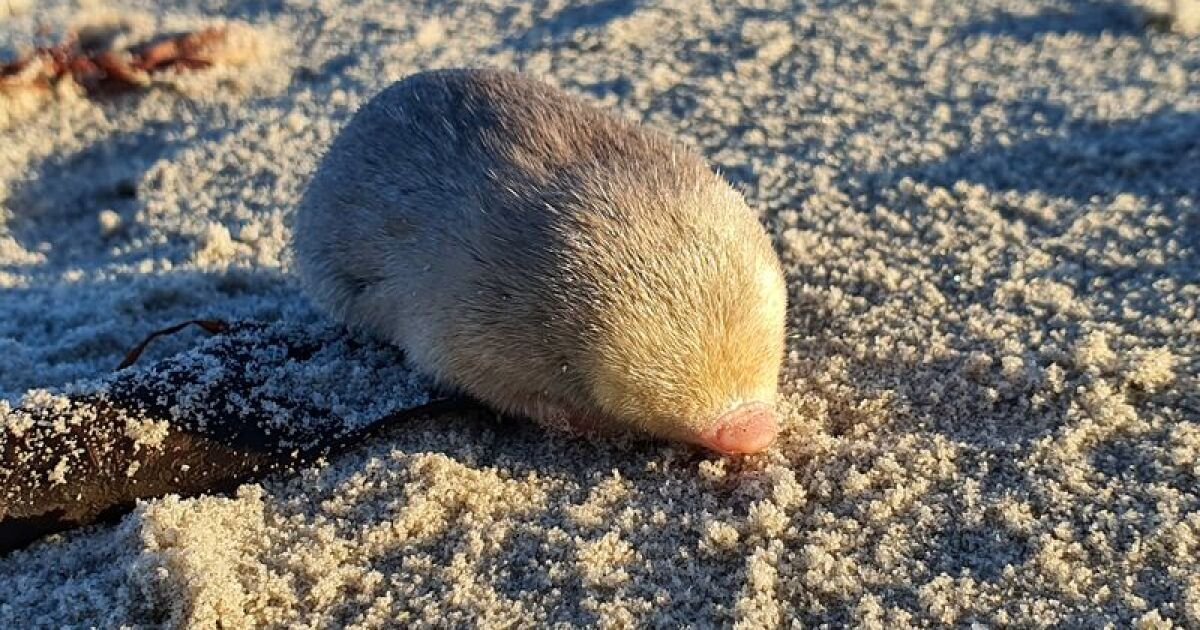 Long-lost species of golden mole found and photographed for first time