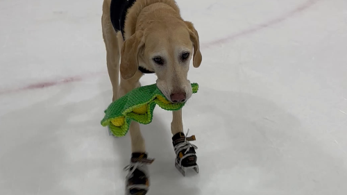 The world's first ice-skating dog hits the rink while carrying his favorite toy