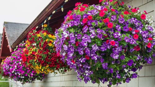 The perfect plants for your hanging baskets 