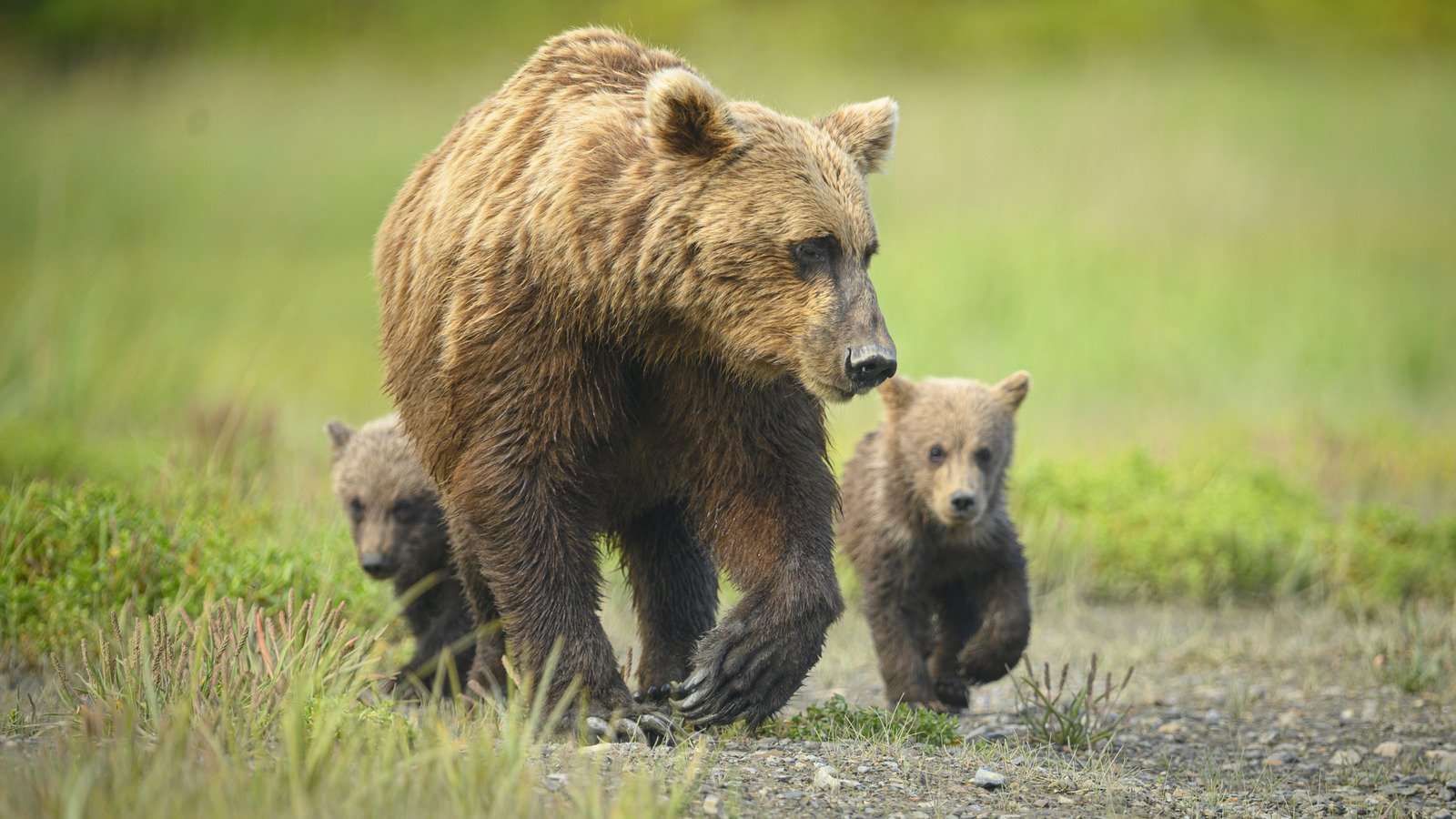 Beware of bears at these popular US trails and parks