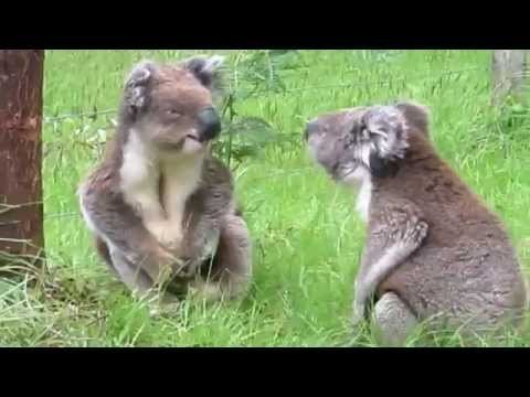 What happens when koalas fight? Spoiler alert: it's adorable